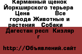 Карманный щенок Йоркширского терьера › Цена ­ 30 000 - Все города Животные и растения » Собаки   . Дагестан респ.,Кизляр г.